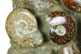 Tall, Composite Ammonite Fossil Display - Madagascar #175815-5